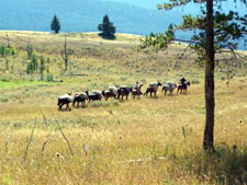 USA-Montana-Yellowstone Pack Trips